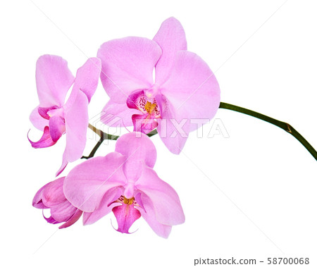 Orchid branch isolated on white background. 58700068
