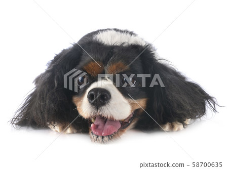 cavalier king charles 58700635