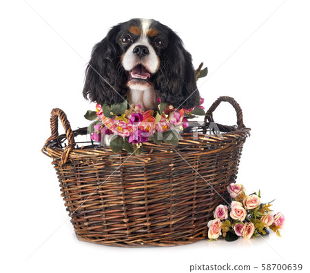 cavalier king charles 58700639