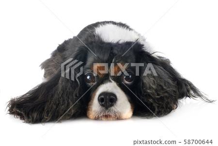 cavalier king charles 58700644