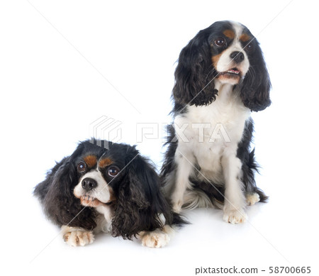 cavalier king charles cavalier king charles 58700665