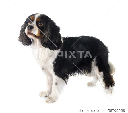 cavalier king charles cavalier king charles 58700668