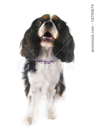 cavalier king charles 58700674