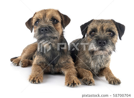 border terriers in studio border terriers in studio 58700704