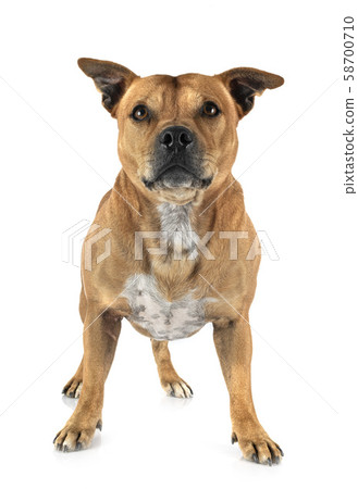 staffordshire bull terrier 58700710