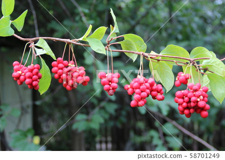 Ripe fruits of red schizandra with green leaves Ripe fruits of red schizandra with green leaves 58701249