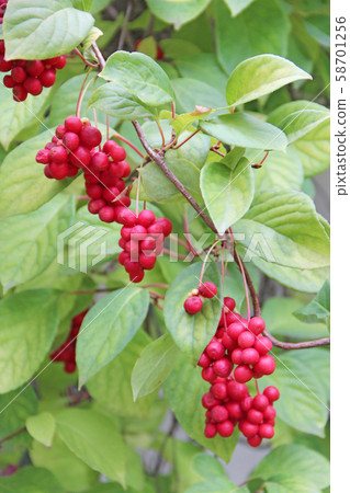 Ripe fruits of red schizandra with green leaves Ripe fruits of red schizandra with green leaves 58701256