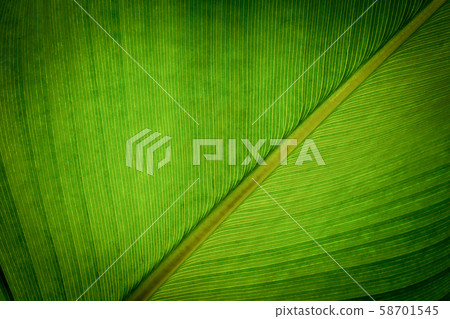 green leaf pattern texture background 58701545