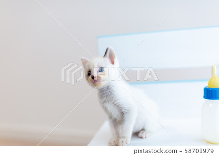 Kitten, 4 weeks after birth, suckling 58701979