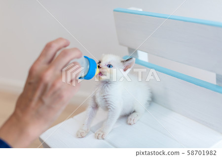 Kitten, 4 weeks after birth, suckling 58701982