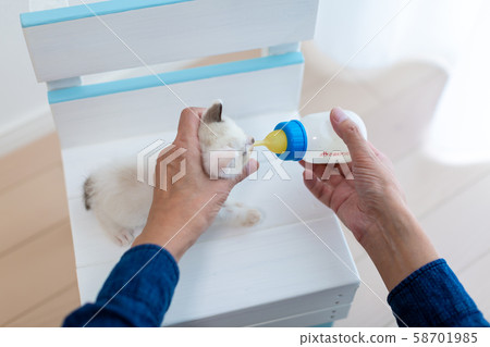 小貓，出生後4週，哺乳 58701985