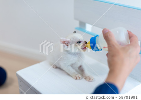 Kitten, 4 weeks after birth, suckling 58701991