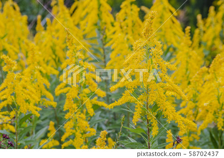 Seiitokawadassi 58702437