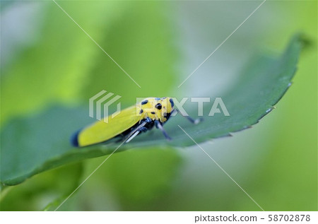 Black leafhopper (banana beetle) staying on the leaves 58702878