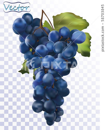 3D realistic dark blue grapes. Wine grapes isolated on transparent background. Table grapes. Fresh 3D realistic dark blue grapes. Wine grapes isolated on transparent background. Table grapes. Fresh 58703845