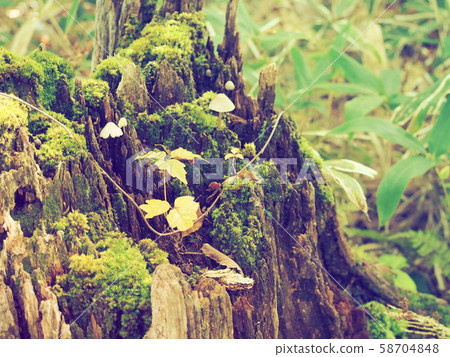 蘑菇和苔蘚 58704848
