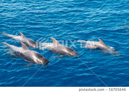 whale family, group of pilot whales whale family, group of pilot whales 58705646