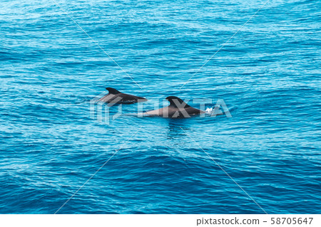 two pilot whales in ocean looking like dolphins - two pilot whales in ocean looking like dolphins - 58705647