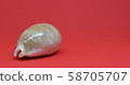 Small seashells with a sheer face view on red background 58705707