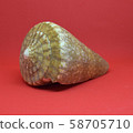 Strombus Bobonius whole Front view of marine fossil on red background 58705710