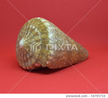 Strombus Bobonius whole Front view of marine fossil on red background Strombus Bobonius whole Front view of marine fossil on red background 58705710