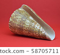 Strombus Bobonius whole Front view of marine fossil on red background 58705711
