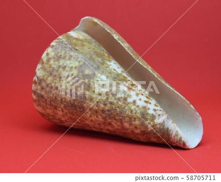 Strombus Bobonius whole Front view of marine fossil on red background Strombus Bobonius whole Front view of marine fossil on red background 58705711