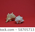 Two seashells together on red background 58705713