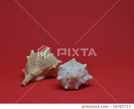 Two seashells together on red background Two seashells together on red background 58705713
