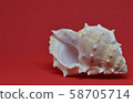 Small sea shell front view on red background 58705714