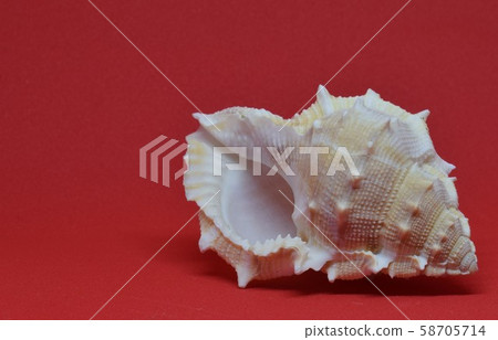 Small sea shell front view on red background 58705714