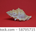 Sea shell front view on red background 58705715