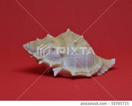 Sea shell front view on red background Sea shell front view on red background 58705715