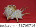 Sea shell front view on red background 58705716