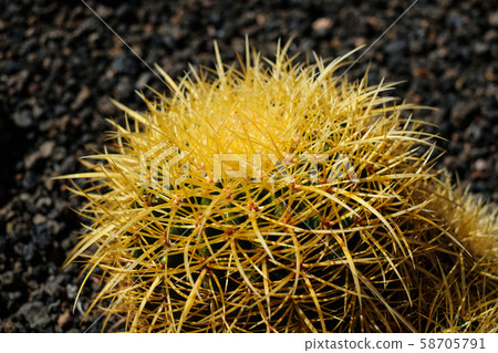 round barrel cactus , round cactus plant detail 58705791