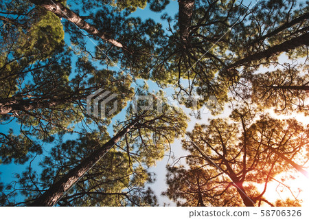 rees and sky - sunshine in pine tree forest 58706326