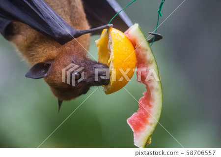 Closeup portrait of male fruit bat also known as flying fox hanging upside and down eating juicy Closeup portrait of male fruit bat also known as flying fox hanging upside and down eating juicy 58706557