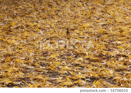 autumn maple leaf asphalt road  58706650