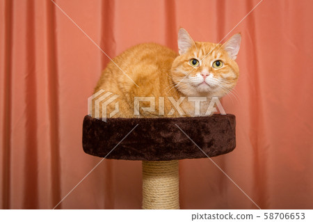 Orange, serious cat sitting on scratching posts Orange, serious cat sitting on scratching posts 58706653