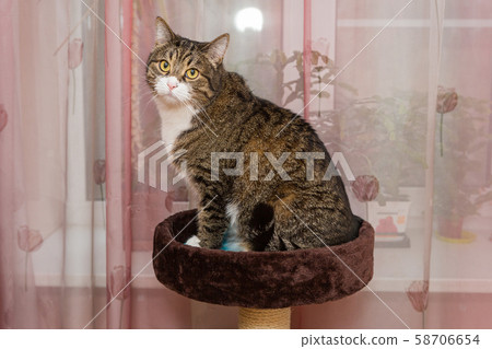 Gray, serious cat sitting on scratching posts Gray, serious cat sitting on scratching posts 58706654