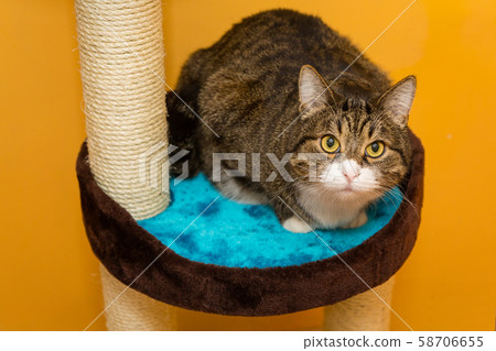 Gray, serious cat sitting on scratching posts Gray, serious cat sitting on scratching posts 58706655
