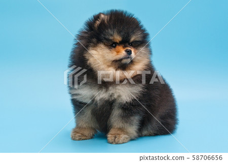 Small black Pomeranian puppy Small black Pomeranian puppy 58706656