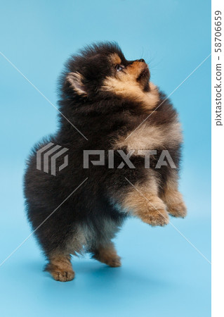 Black puppy stands on its hind legs Black puppy stands on its hind legs 58706659