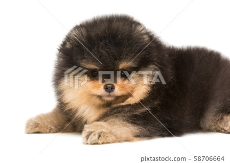 Small black Pomeranian puppy lies - Stock Photo [58706664] - PIXTA