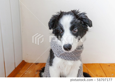 Funny studio portrait of cute smilling puppy dog Funny studio portrait of cute smilling puppy dog 58707177