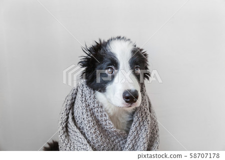 Funny studio portrait of cute smilling puppy dog Funny studio portrait of cute smilling puppy dog 58707178