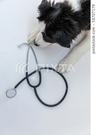 Puppy dog border collie and stethoscope isolated Puppy dog border collie and stethoscope isolated 58707179