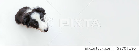 Funny studio portrait of cute smilling puppy dog Funny studio portrait of cute smilling puppy dog 58707180