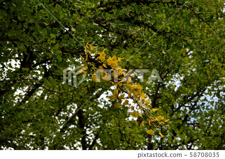 Ginkgo 58708035