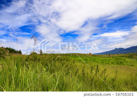 Susuki (Autumn) 58708101